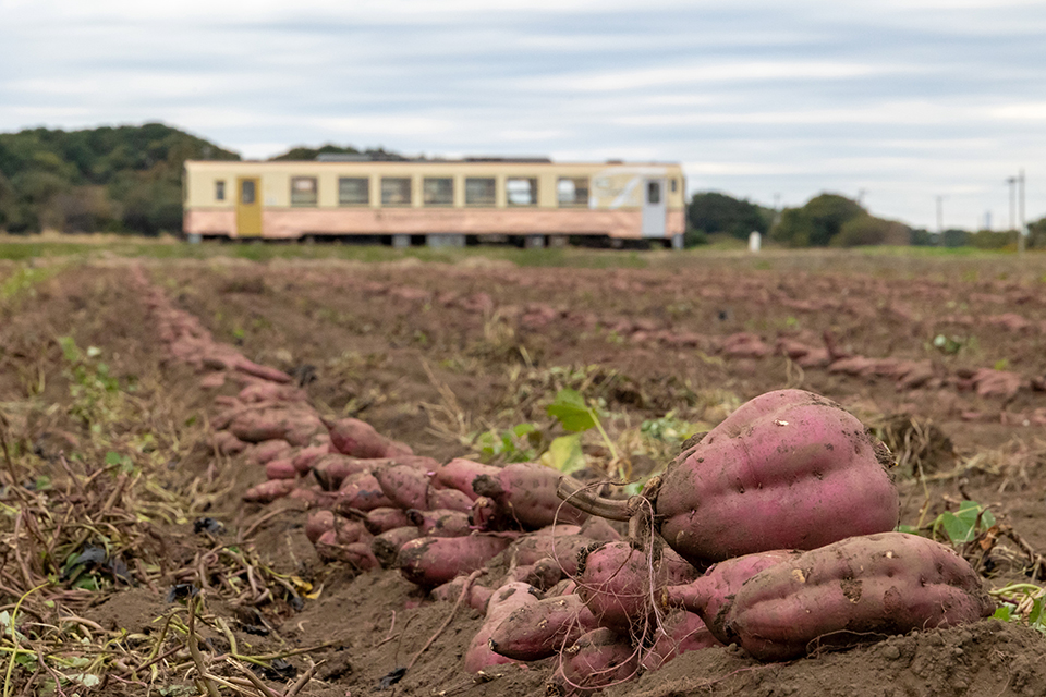 列車とサツマイモ